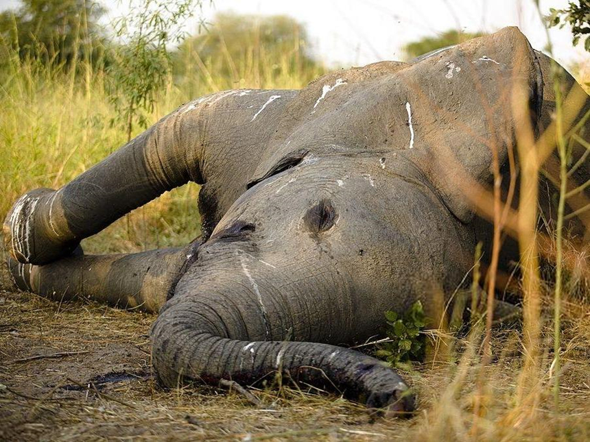 Phục vụ ngôi đền 22 năm, voi bị bỏ rơi và chịu ốm đến chết